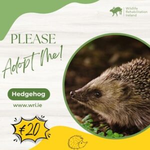 Symbolically Adopt A Hedgehog