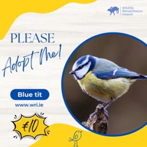 Symbolically Adopt A Blue tit