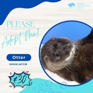 Symbolically Adopt An Otter